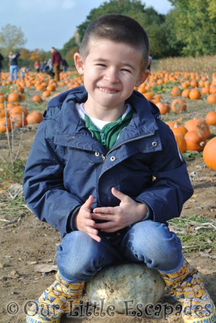 smiling ethan sitting pumpkin pumpkin patch foxes farm colchester