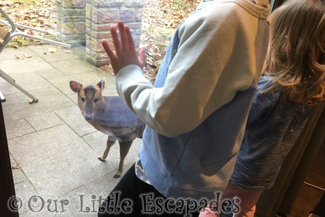 ethan little e watching muntjac deer