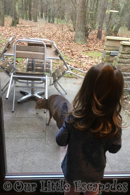 little e watching muntjac deer 