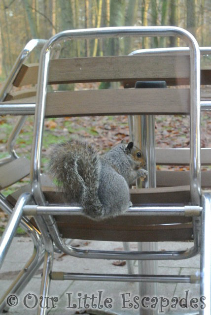 squirrel eating nuts