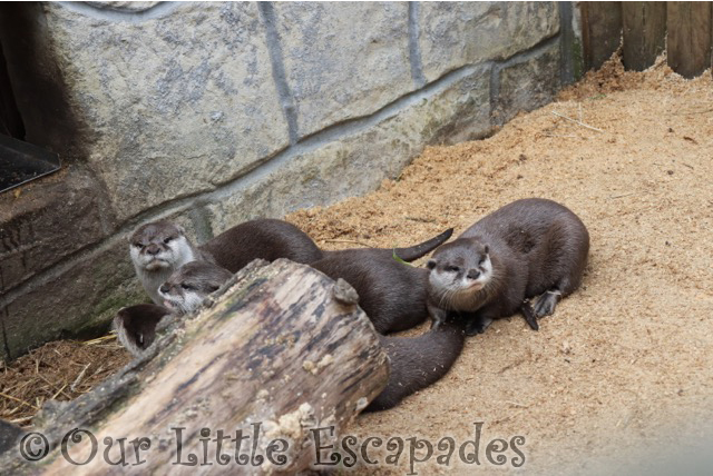 otters