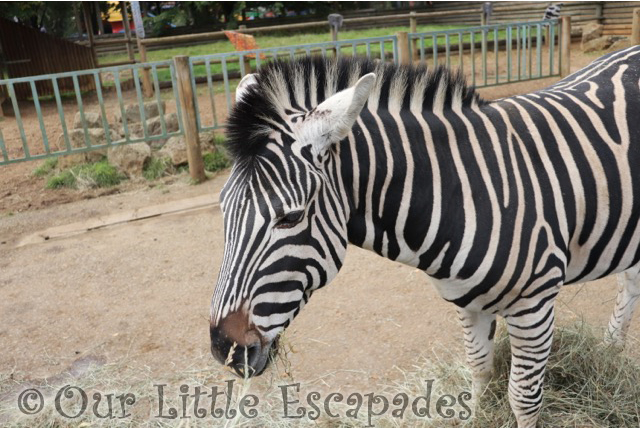 paradise wildlife park zebras