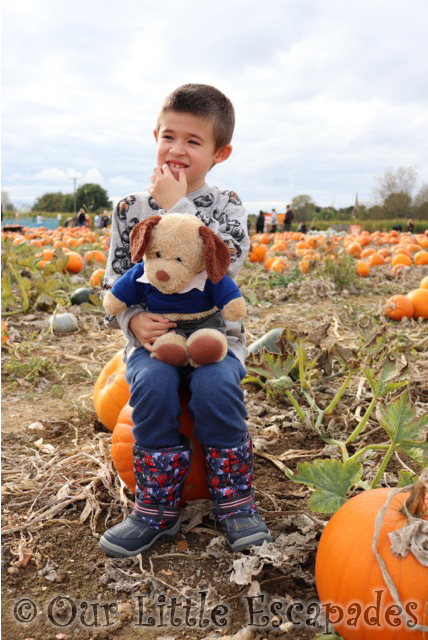 pumpkin patch colchester foxes farm