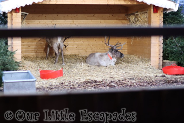 st johns clacton santa express live reindeer christmas wonderland