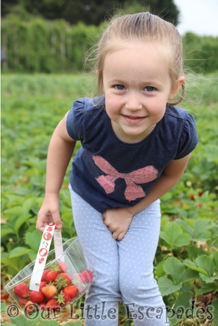 strawberry picking mclauchlans boxted