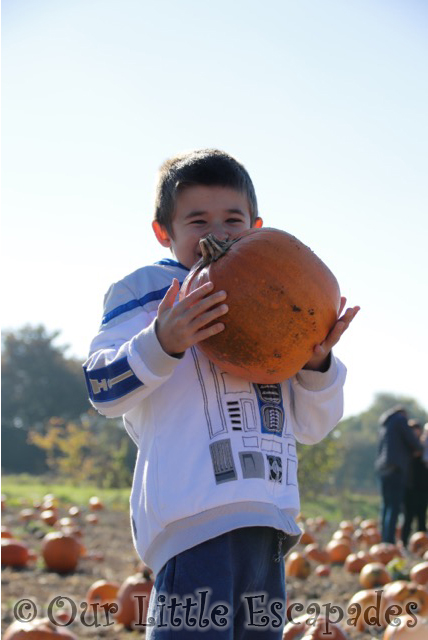 colchester pumpkin patch foxes farm ethan