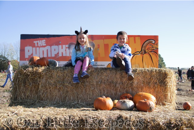 Colchester Pumpkin Patch Foxes Farm 2018