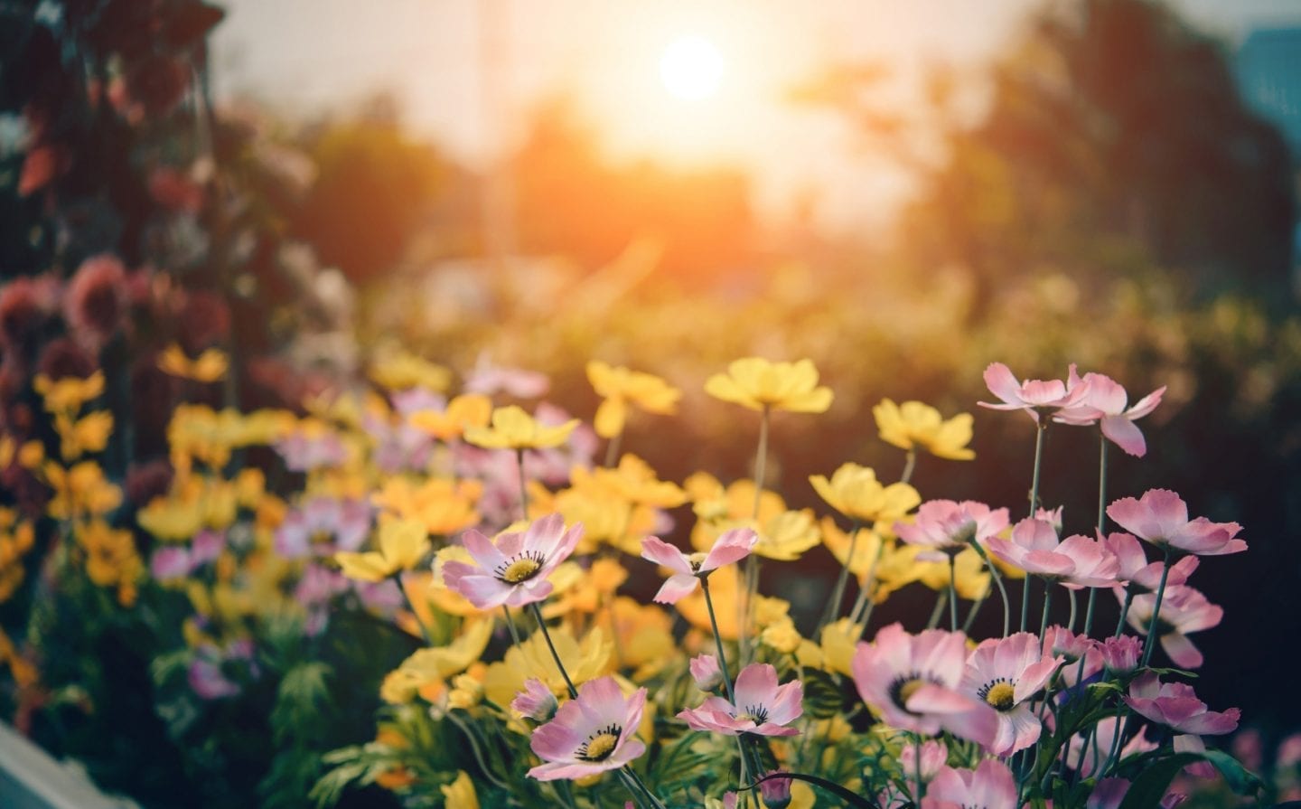 garden flowers