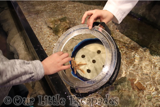 hunstanton sealife sanctuary star fish touch