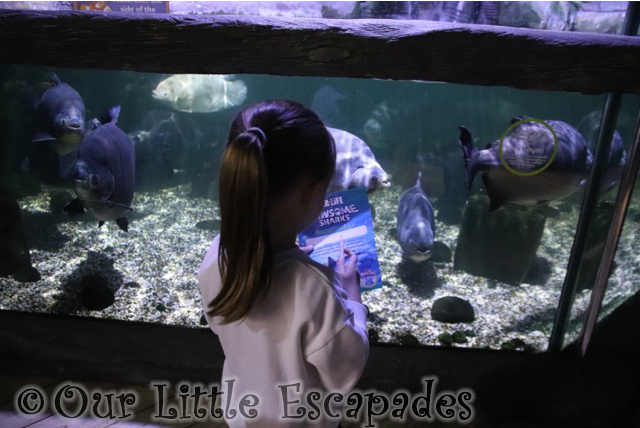 jawsome sharks little e finding teeth