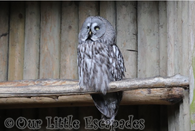 great grey owl