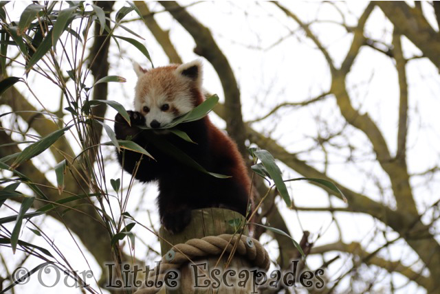 red panda