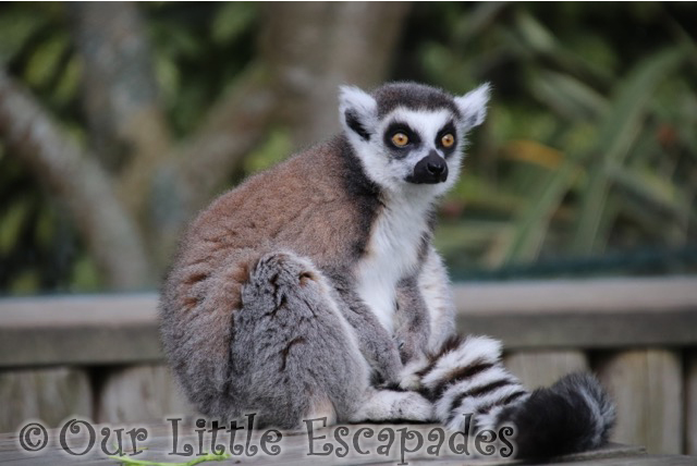 ring tailed lemur