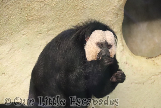 saki monkey drusillas park