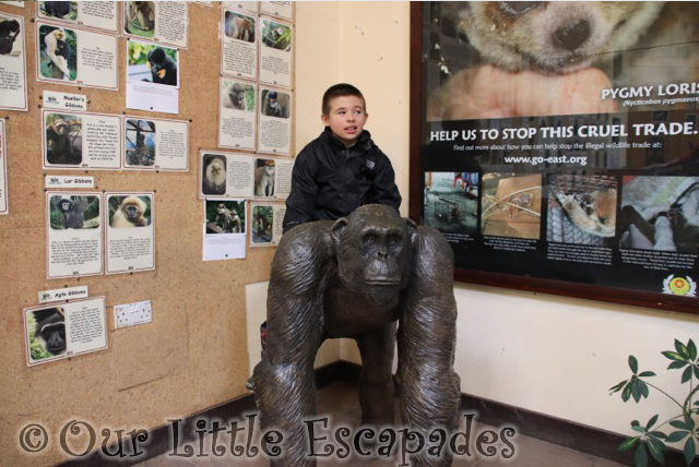 ethan chimpanzee statue monkey world