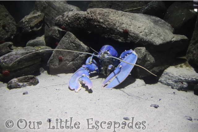 blue lobster atlanterhavsparken alesund norwegian aquarium