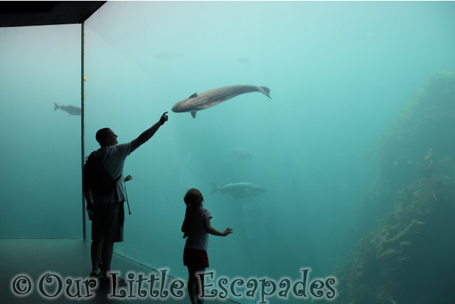 darren little e atlanterhavstanken atlanterhavsparken alesund norwegian aquarium