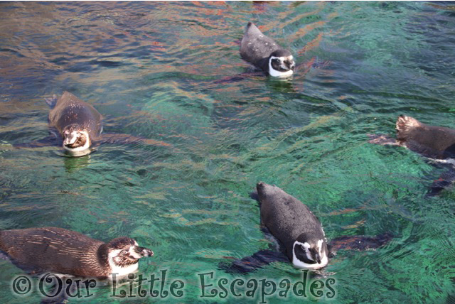 humboldt penguins atlanterhavsparken alesund norwegian aquarium