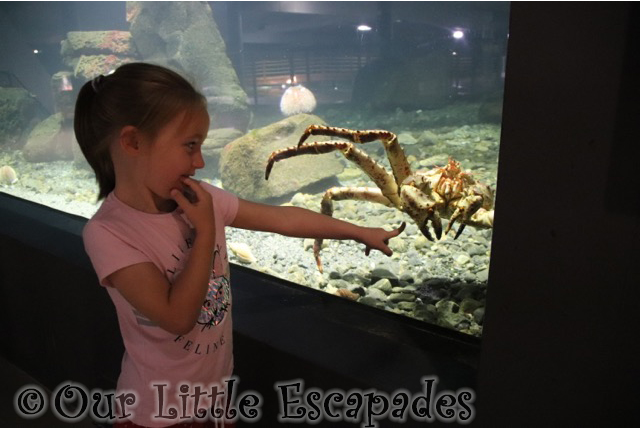 little e red king crab atlanterhavsparken alesund norwegian aquarium