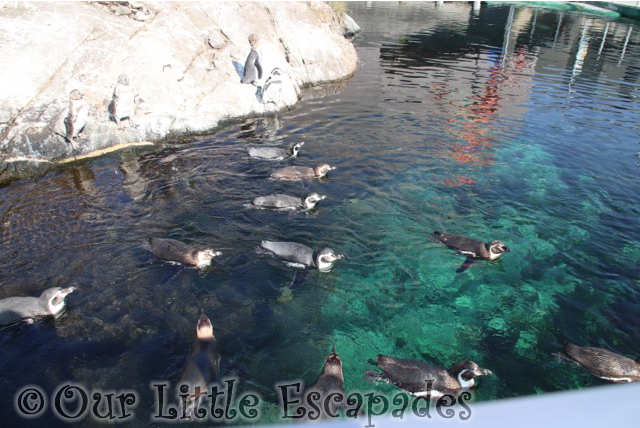 penguins atlanterhavsparken alesund