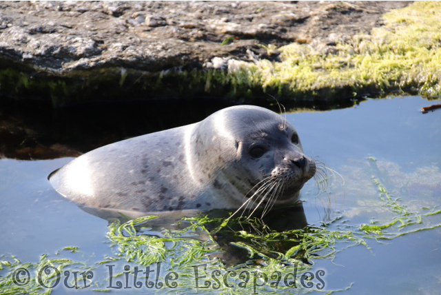 seal atlanterhavsparken alesund