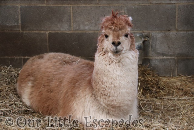 alpaca barleylands farm park