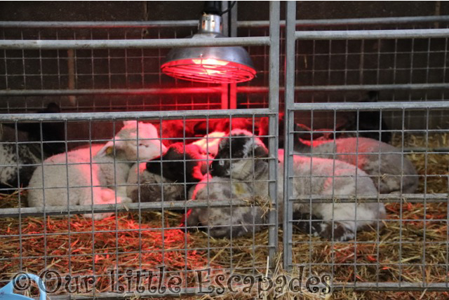 Visiting Barleylands Farm Park During Lambing Week