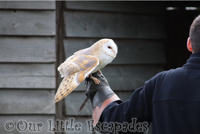 barn owl flying display barleylands farm park