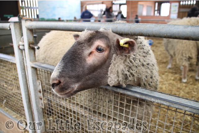 brown face sheep barleylands farm park