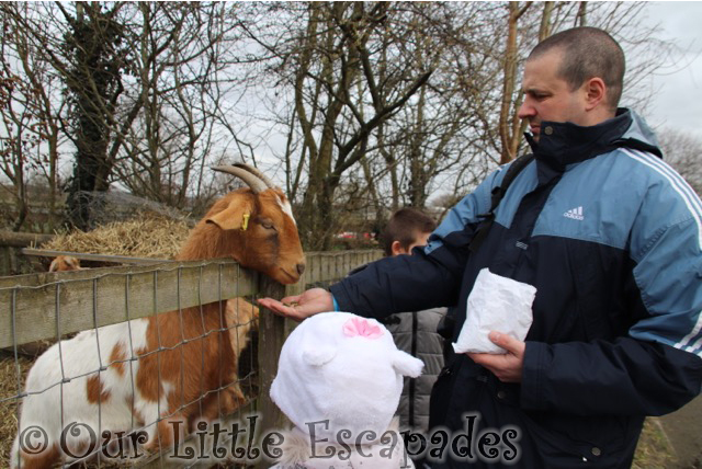 darren little e feeding goats barleylands farm park