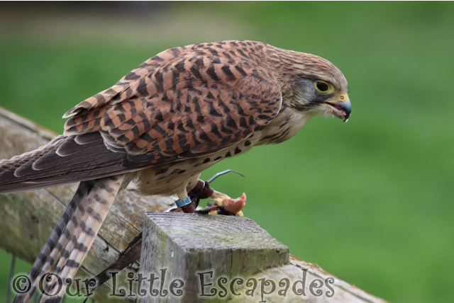 falcon flying display barleylands farm park