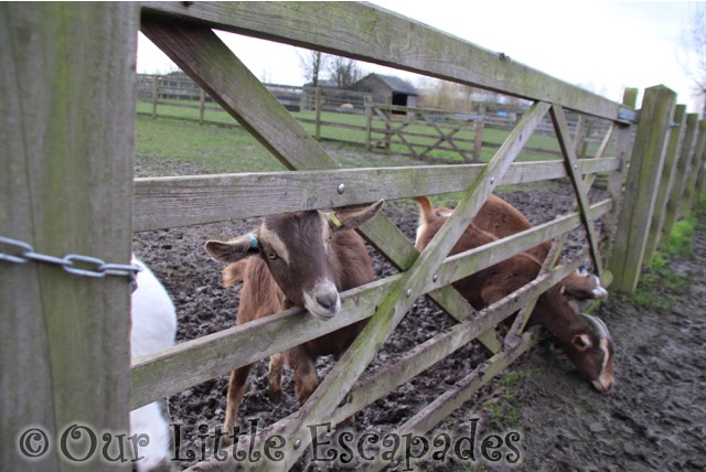 goats barleylands farm park