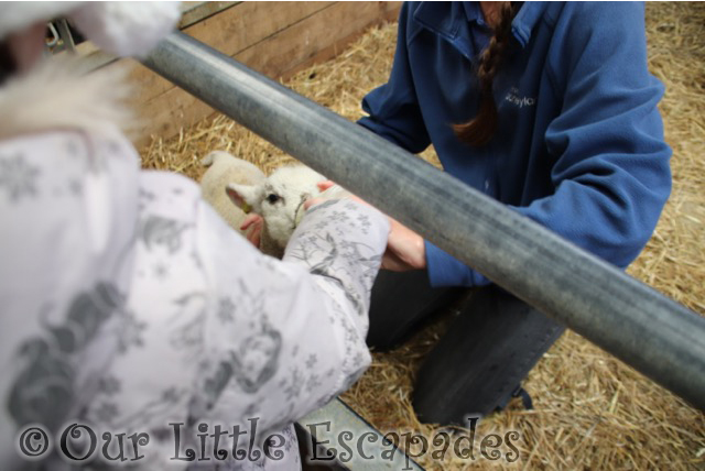 little e lamb feeding 