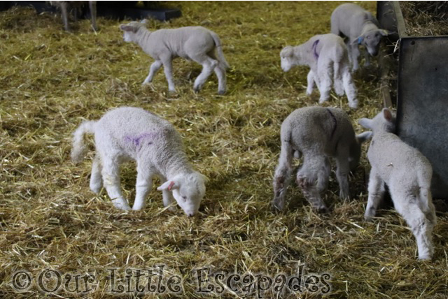 Visiting Barleylands Farm Park During Lambing Week