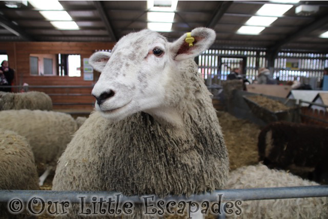 white sheep barleylands farm park