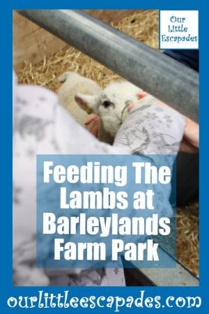 Feeding The Lambs at Barleylands Farm Park