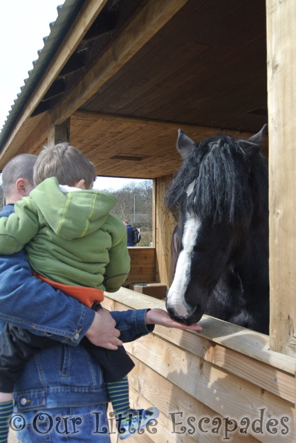 darren ethan feeding shire horse colchester zoo feeding time for the animals