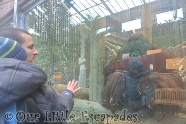 darren ethan waving orangutan