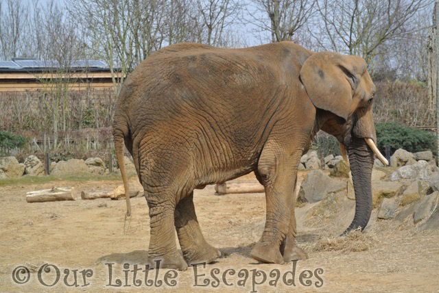 elephant colchester zoo feeding time for the animals