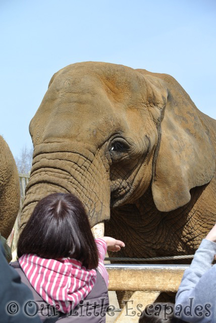 elephant feeding colchester zoo feeding time for the animals