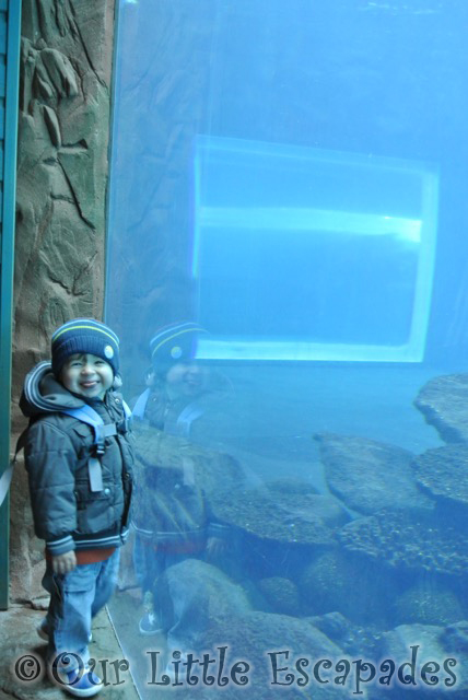 ethan cheeky smile sea lion tank