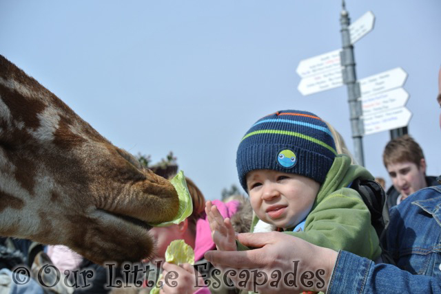 ethan feeding giraffe colchester zoo feeding time for the animals