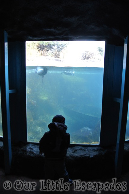 ethan standing penguin tank visiting colchester zoo