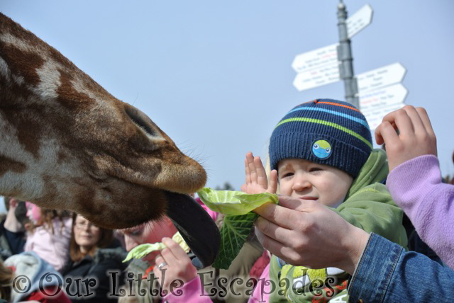 ethan waiting to feed giraffe colchester zoo feeding time for the animals