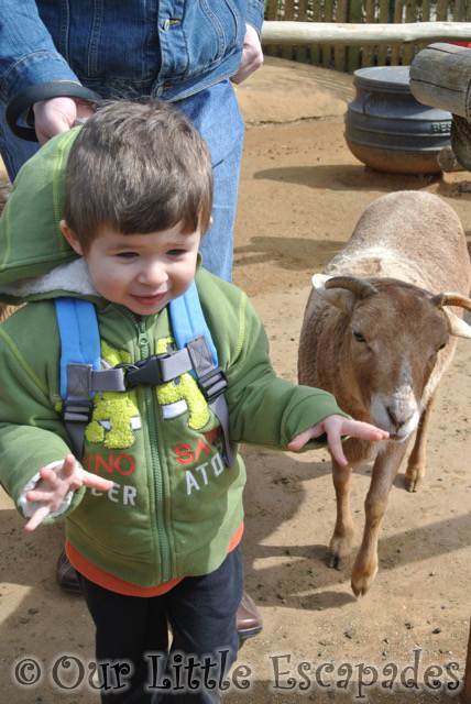 ethan walking goat walk through