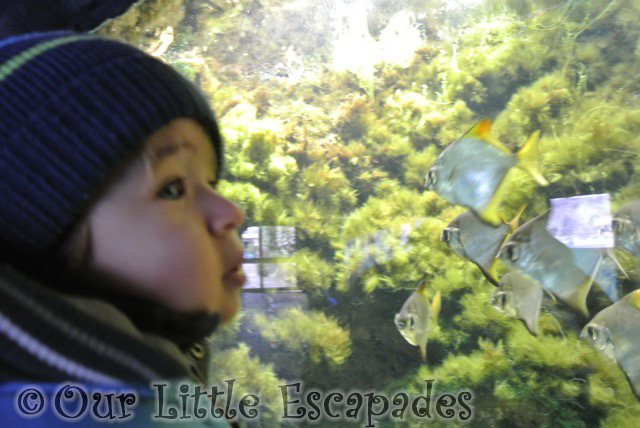 ethan watching angel fish visiting colchester zoo