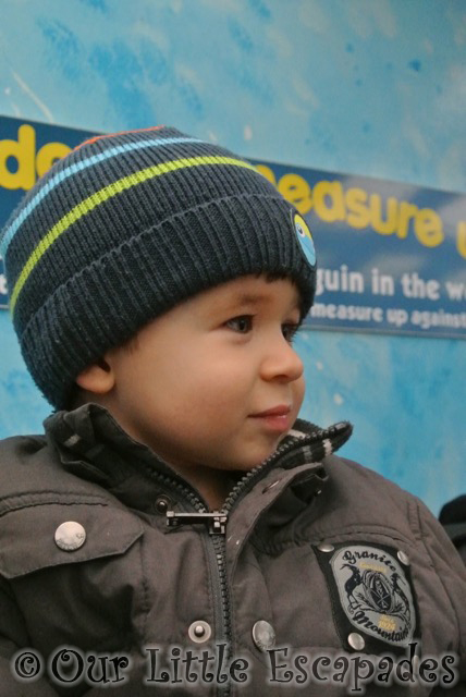 ethan watching penguin feed colchester zoo gold pass