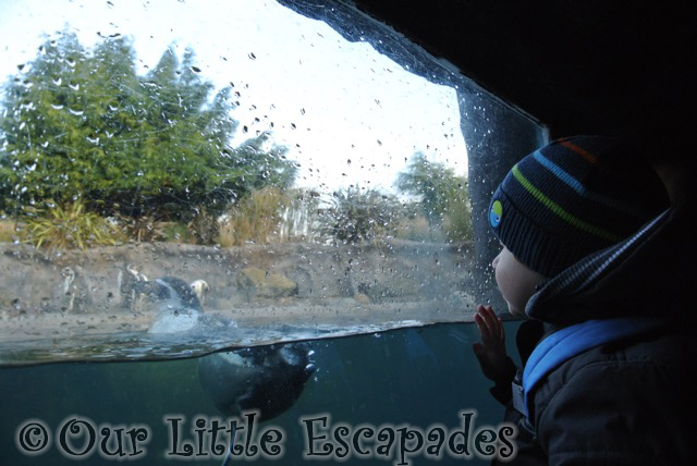 ethan watching swimming penguins visiting colchester zoo