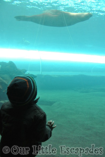 ethan watching swimming sea lion colchester zoo gold pass