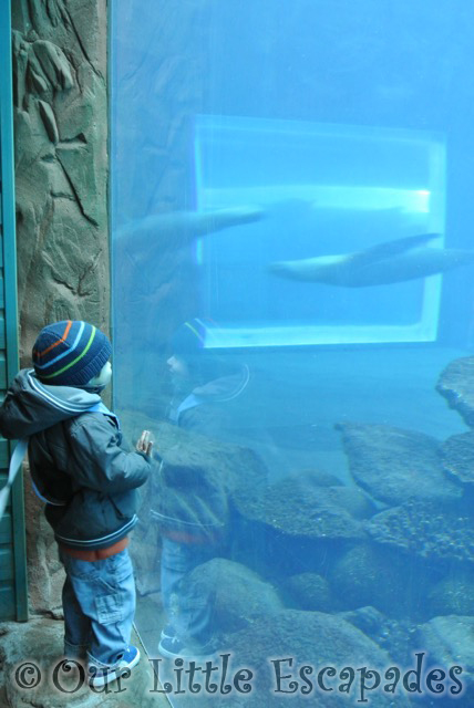 ethan watching swimming sealions visiting colchester zoo